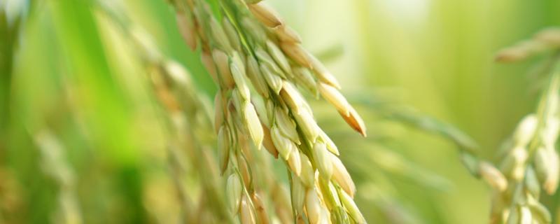 荷优8116水稻品种简介，每亩有效穗21.1万穗