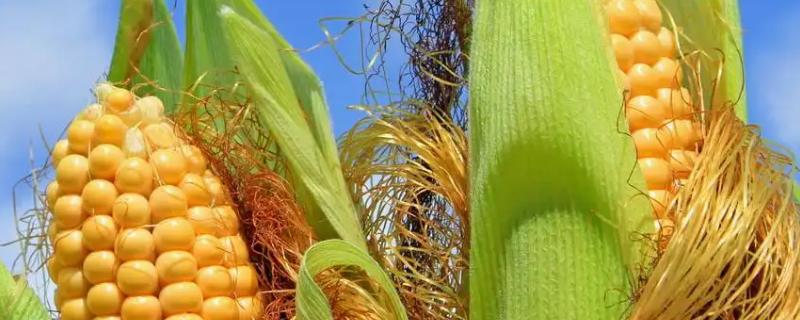 渝单75玉米种子特征特性，亩植密度3000株左右