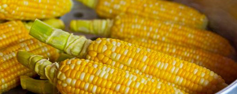 巴玉1370玉米种简介，亩植密度3000株左右