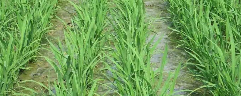 巴红稻2号水稻品种简介，全生育期144～164天