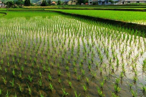 巴红稻2号水稻品种简介，全生育期144～164天