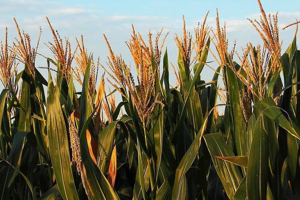玄育6号玉米种子特点，种植密度每亩4500株