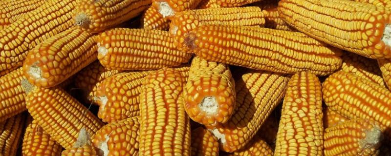 掖丰388玉米种子特点，出苗至成熟143天