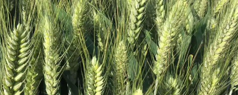 克春37号小麦品种的特性，与对照品种垦九10号熟期相当