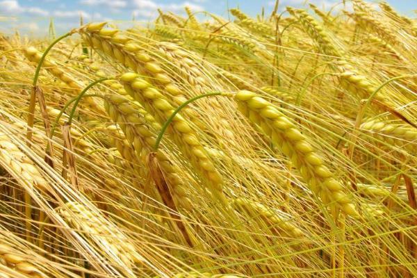 泰农127小麦种简介，播种期10月5日—15日