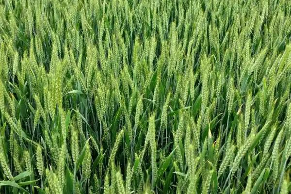 昌丰1号小麦种子特点，适宜播种期10月5日—20日