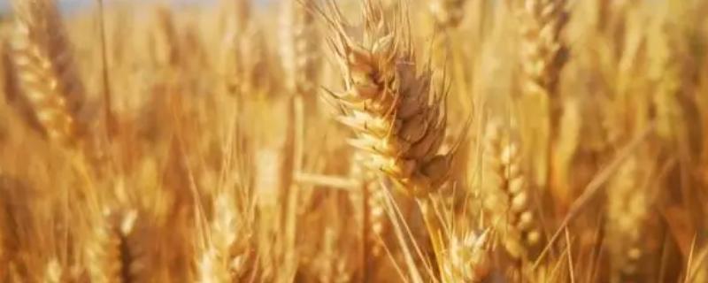 泰农127小麦种简介，播种期10月5日—15日
