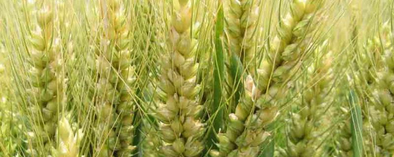 西农115小麦种简介，适宜播种期10月中下旬