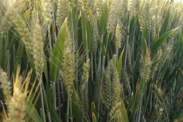 华稳1号小麦品种的特性，每亩适宜基本苗20万—25万
