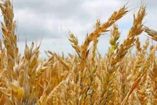 华皖麦2号小麦品种简介，每亩适宜基本苗14万—22万