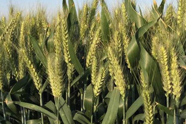 华稳1号小麦品种的特性，每亩适宜基本苗20万—25万