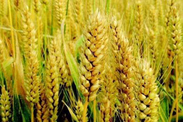 航麦818小麦种简介，每亩适宜基本苗15万—18万