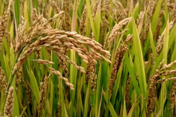 国禾麦2号小麦种简介，每亩适宜基本苗18万—22万