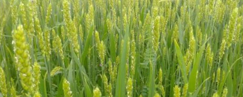 安科1704小麦种简介，比对照品种周麦18熟期稍早