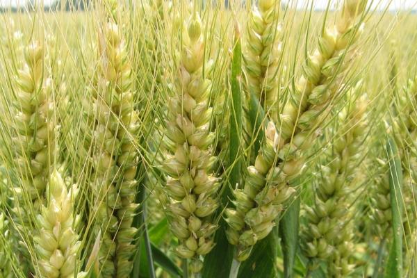 光明麦169小麦品种的特性，每亩适宜基本苗15万—18万