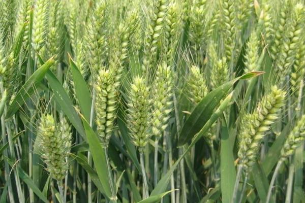 光明麦169小麦品种的特性，每亩适宜基本苗15万—18万