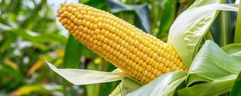 伟科211玉米种简介，适宜密度为4500株/亩左右