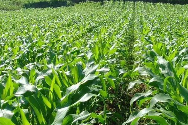 二茬1号玉米种简介，根据实际情况进行病虫害防治