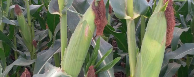 二茬1号玉米种简介，根据实际情况进行病虫害防治