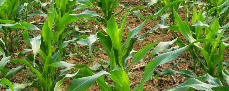 道钰338玉米品种的特性，适宜密度为4500株/亩左右