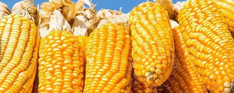 民沣703玉米品种的特性，生育期107天左右