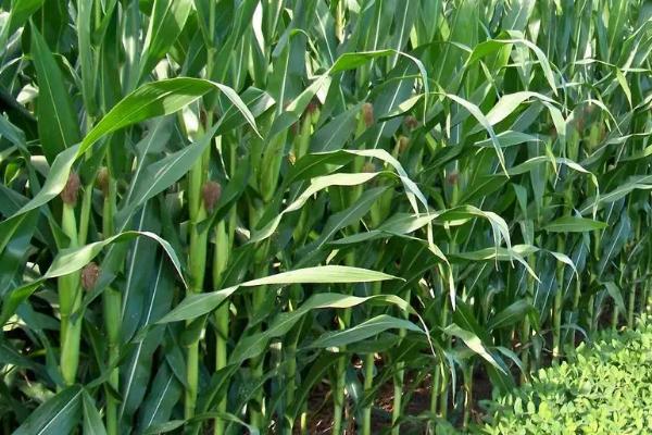 道钰338玉米品种的特性，适宜密度为4500株/亩左右