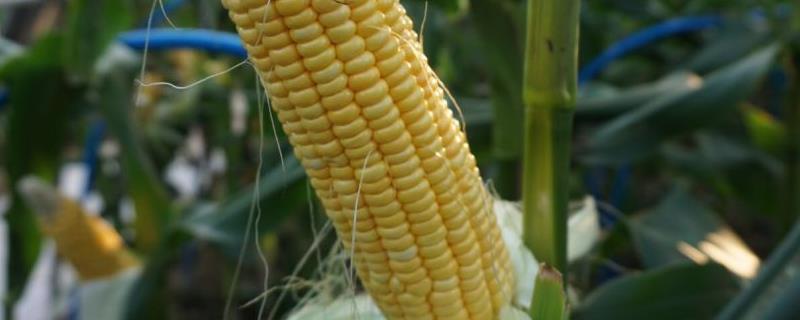纪元999玉米品种简介，夏播播种期不宜过早