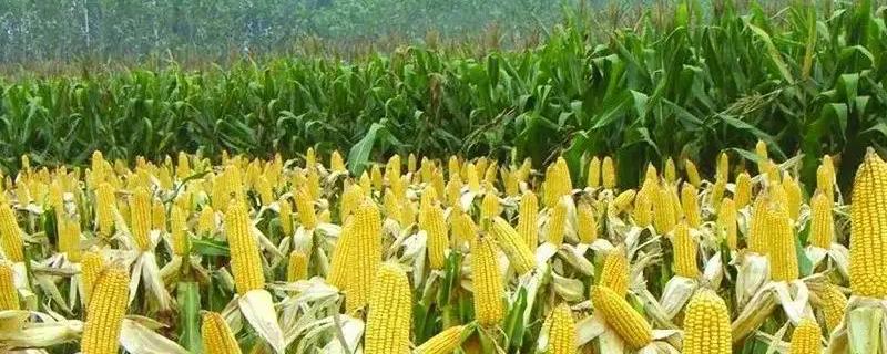 凯元002玉米种子特征特性，适宜密度为4500株/亩左右