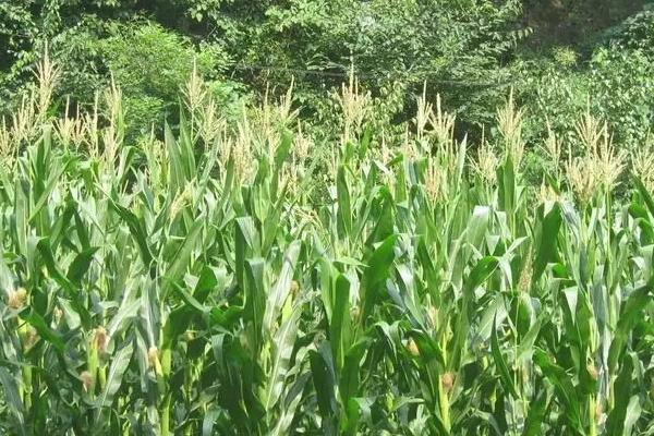 石玉236玉米品种的特性，适宜密度为4500株/亩左右