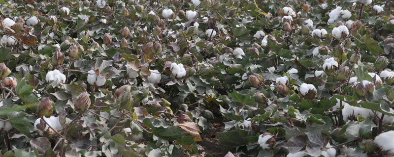 冀石370棉花种子简介，全生育期123天左右