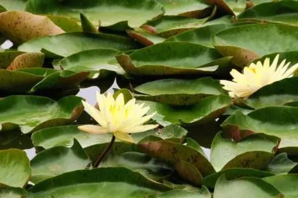 睡莲的花语，寓意纯真、洁净