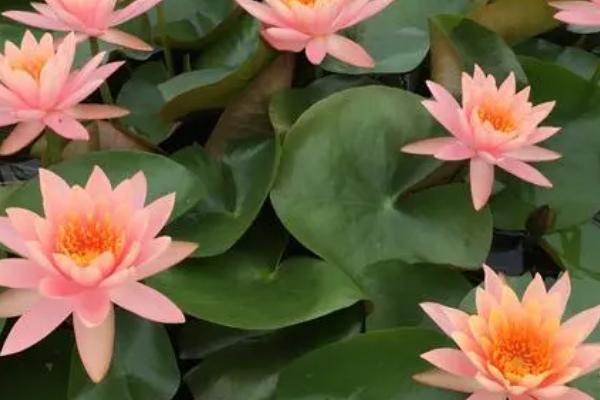 睡莲的花语，寓意纯真、洁净