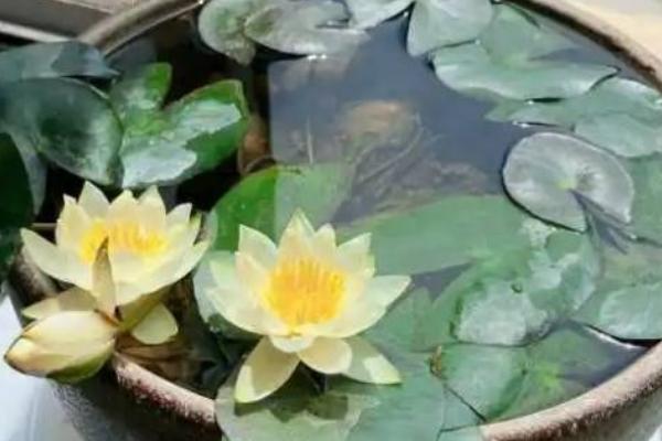 睡莲的花语，寓意纯真、洁净