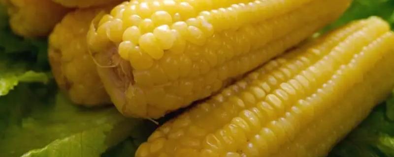 邯糯1号玉米种子特征特性，适宜密度为3800株/亩左右