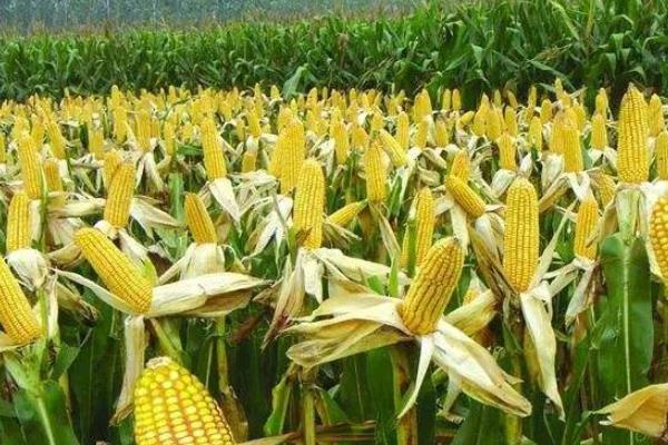 GY598玉米种子特征特性，适宜播期为6月10日左右