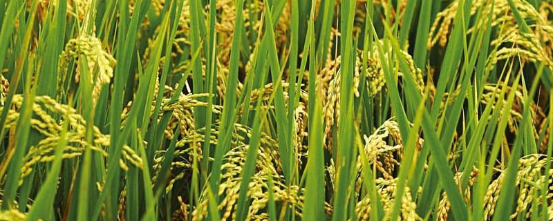 天隆粳4号水稻种子特点，常规粳稻品种
