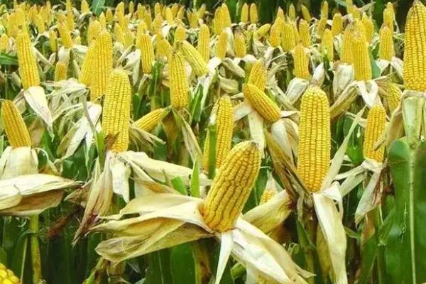 华春128玉米种子特征特性，根据实际情况进行病虫害防治