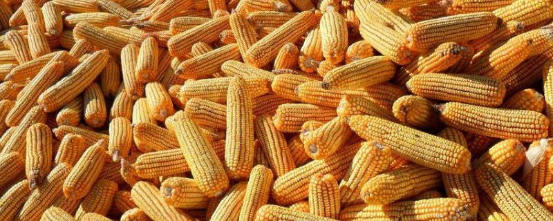 华春128玉米种子特征特性，根据实际情况进行病虫害防治