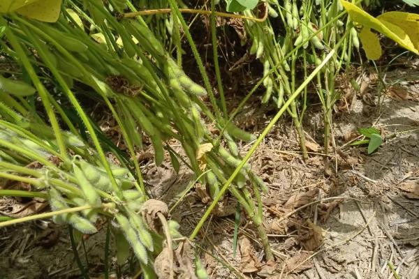 石豆18大豆种子特点，夏播大豆普通型品种