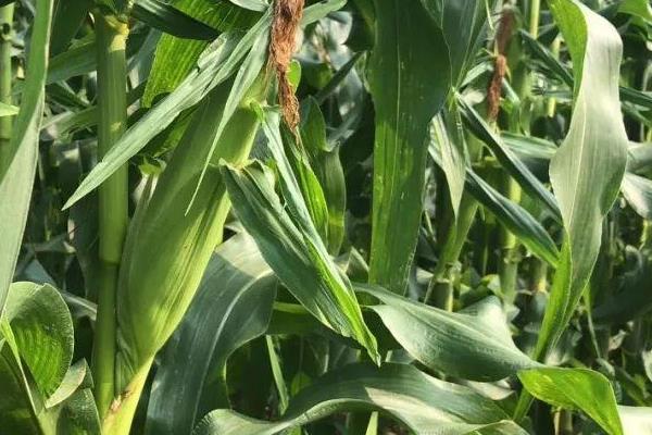 DF992玉米种子特征特性，适宜播期4月下旬至5月上旬