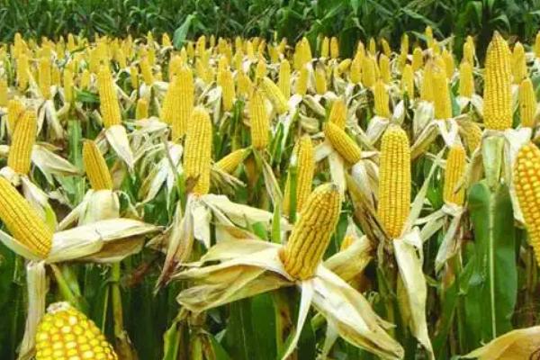 洰丰806玉米品种简介，适宜密度为5000株/亩左右