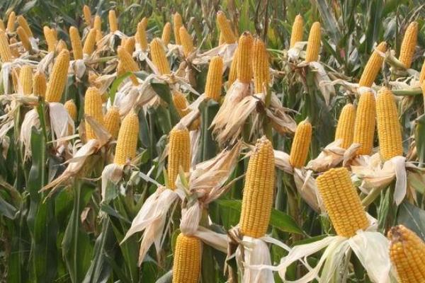 天成香甜糯262玉米种子介绍，每亩施15～20公斤尿素