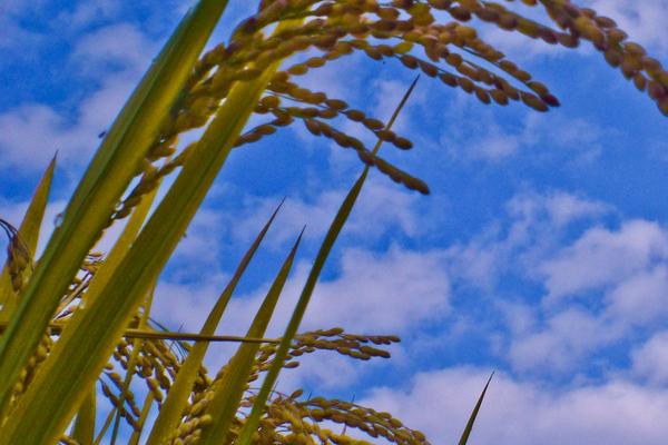 紫香优306水稻品种简介，在桂中早稻3月20日前播种
