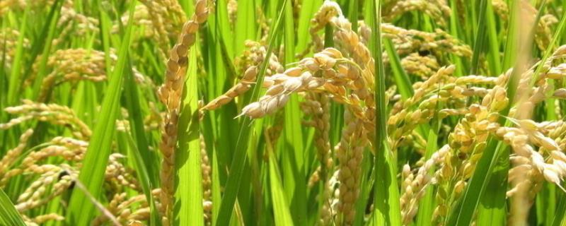 高峰优5号水稻种简介，每亩有效穗数16.8万
