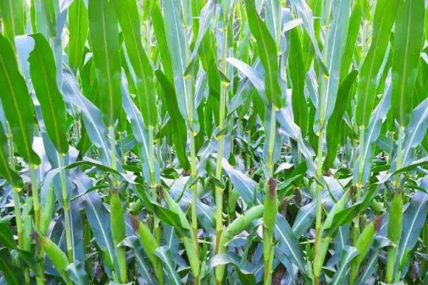劲单8号玉米种子介绍，3月下旬至4月初播种育苗为宜