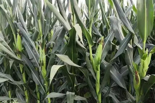 劲单8号玉米种子介绍，3月下旬至4月初播种育苗为宜