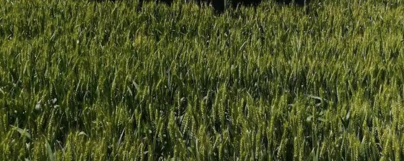 中科紫糯麦168小麦种子特点，全生育期171天