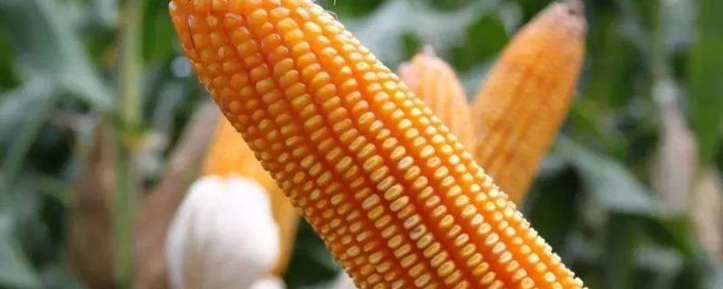 生科糯618玉米种子特征特性