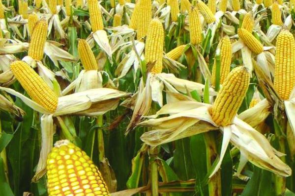 华龙玉3531玉米种子特征特性，春播平均生育期135.0天