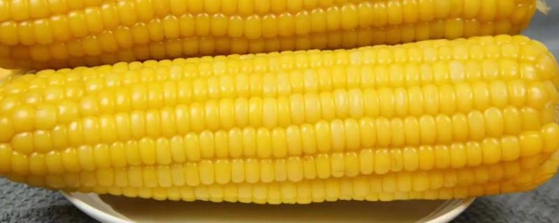 成青385玉米种子简介，中抗大斑病和穗腐病
